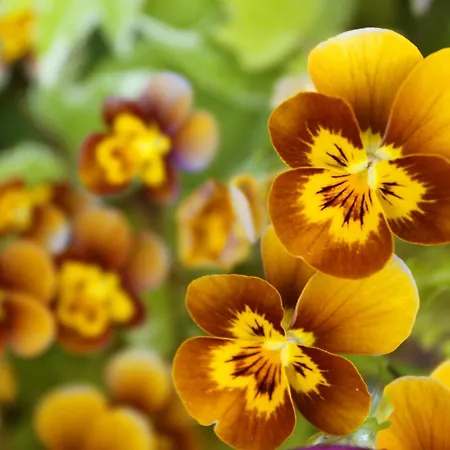 Ferienhaus Leitrim Quay - Riverside 8